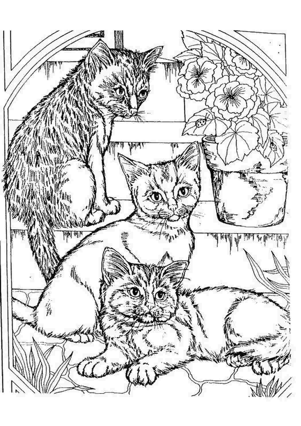 Раскраски Три милых котёнка Животные Животные, котёнок