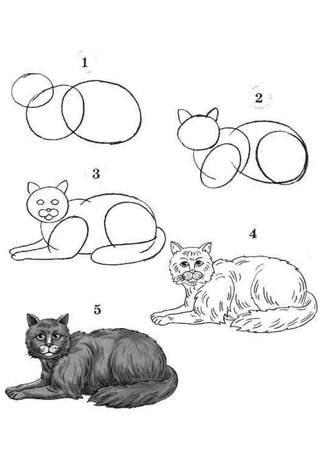 раскраски Животные, котёнок