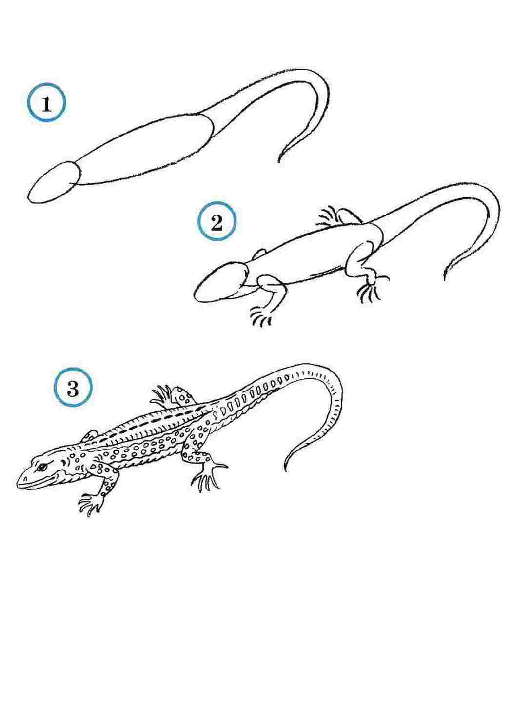 Раскраски Учимся рисовать ящерицу как нарисовать поэтапно животных Рептилия, ящерица
