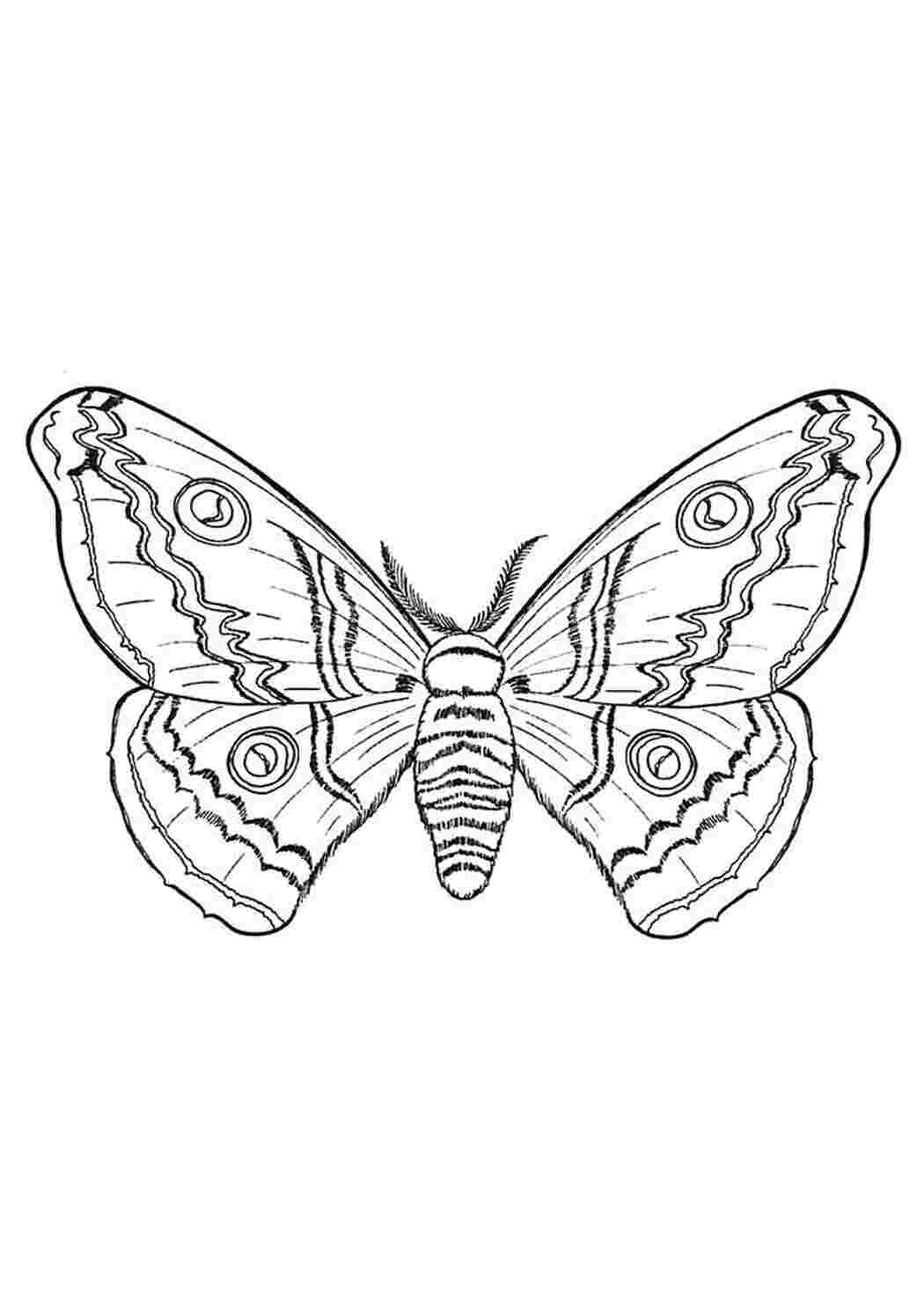 Раскраски большая бабочка Насекомые Бабочки