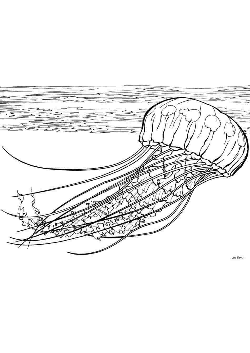Раскраски Медуза плавает Морские обитатели Подводный мир, медуза