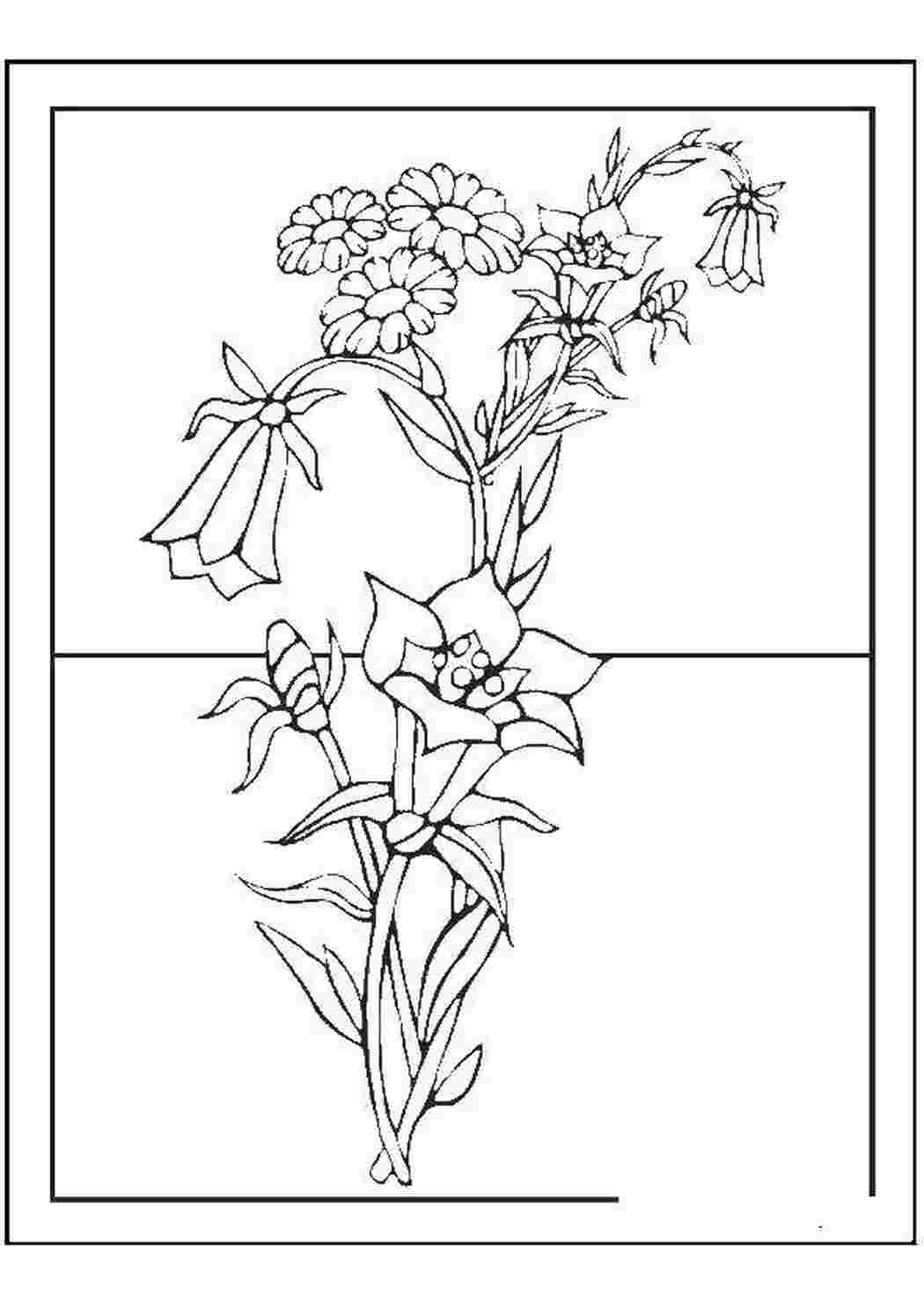 Раскраски Цветочки цветы цветы, растения, цветок