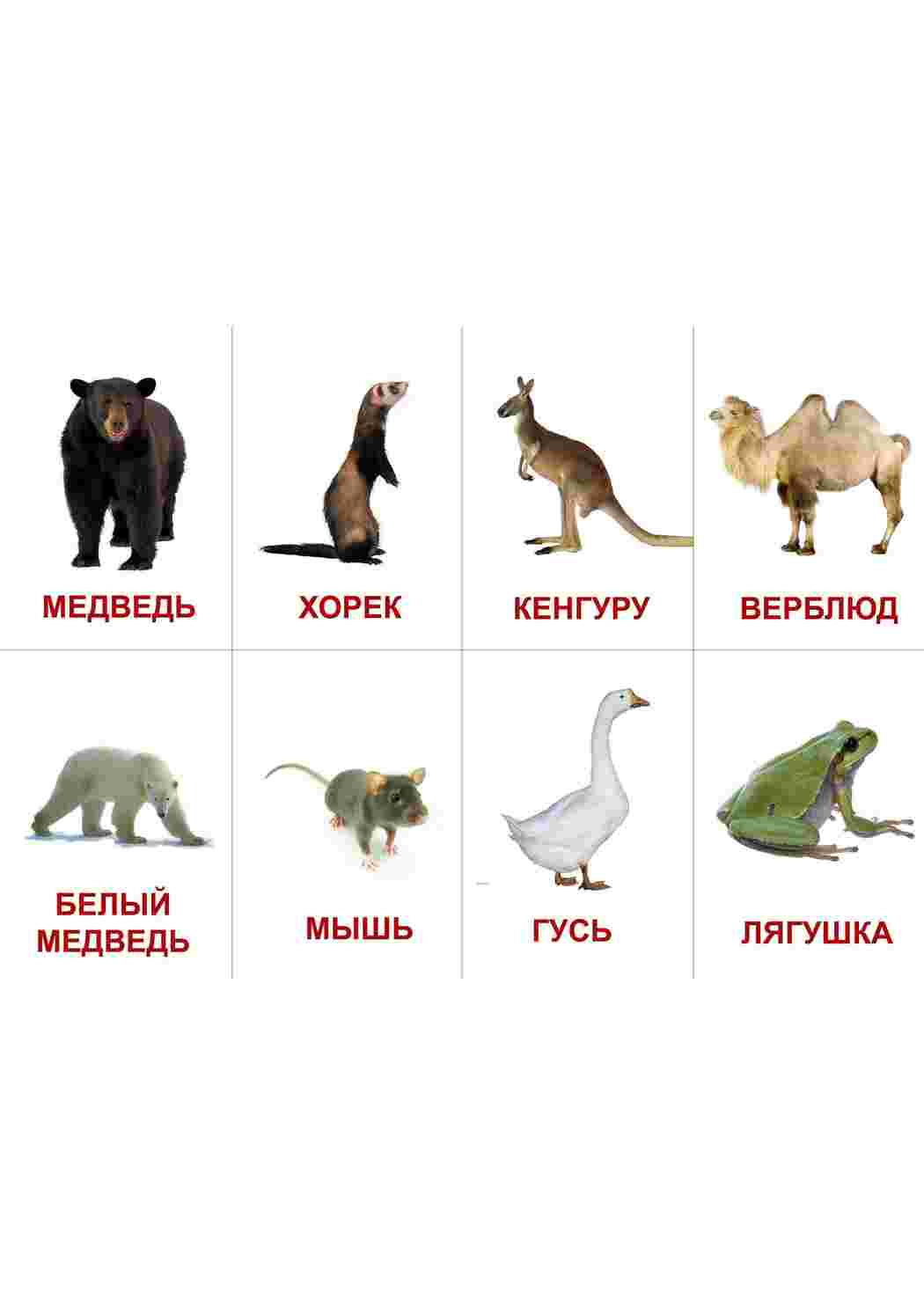 Морские, домашние и животные континентов для ознакомления с детьми. Карточки для раннего развития детей. 