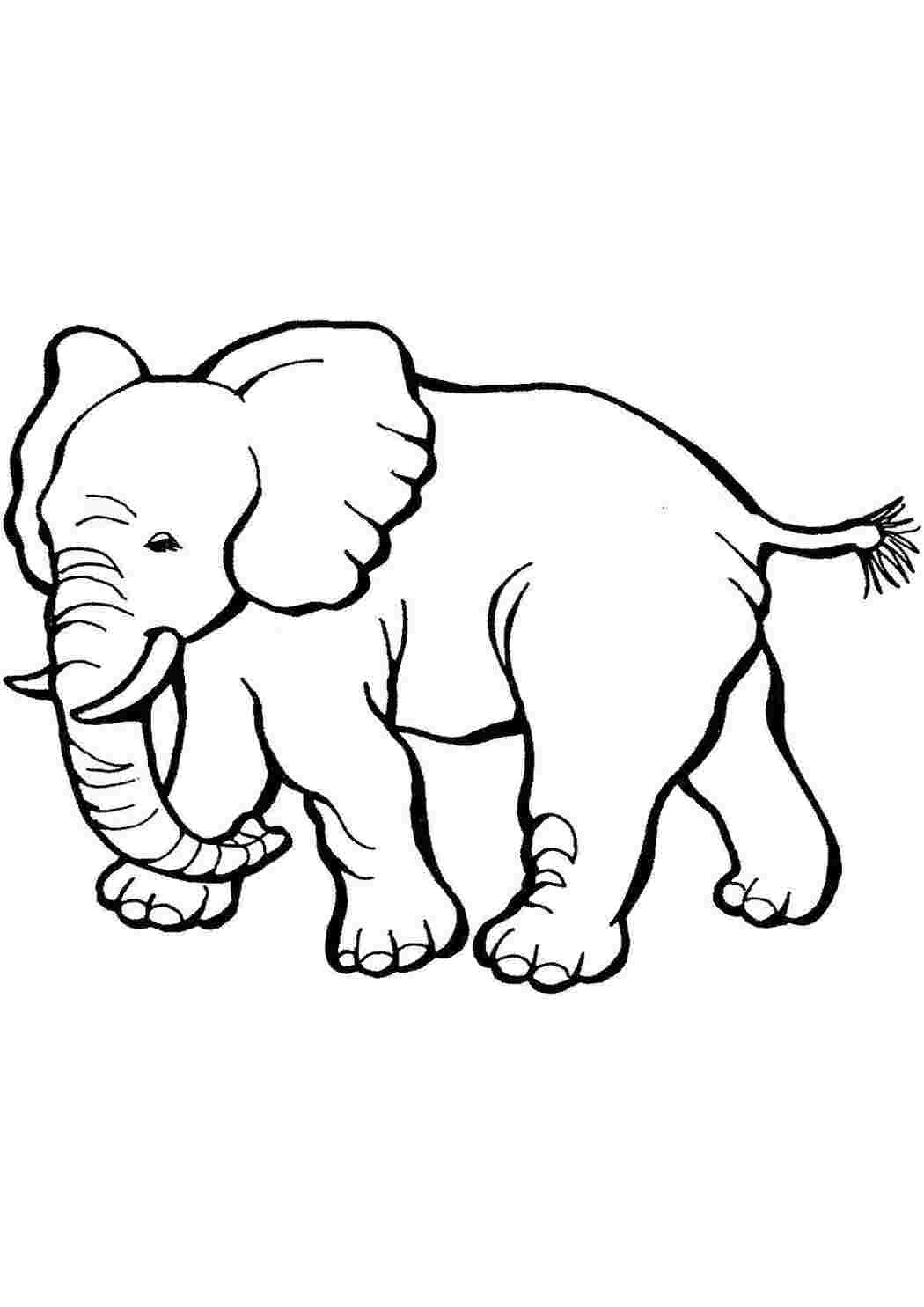 Раскраски Большой слон животные животные, слон, хобот