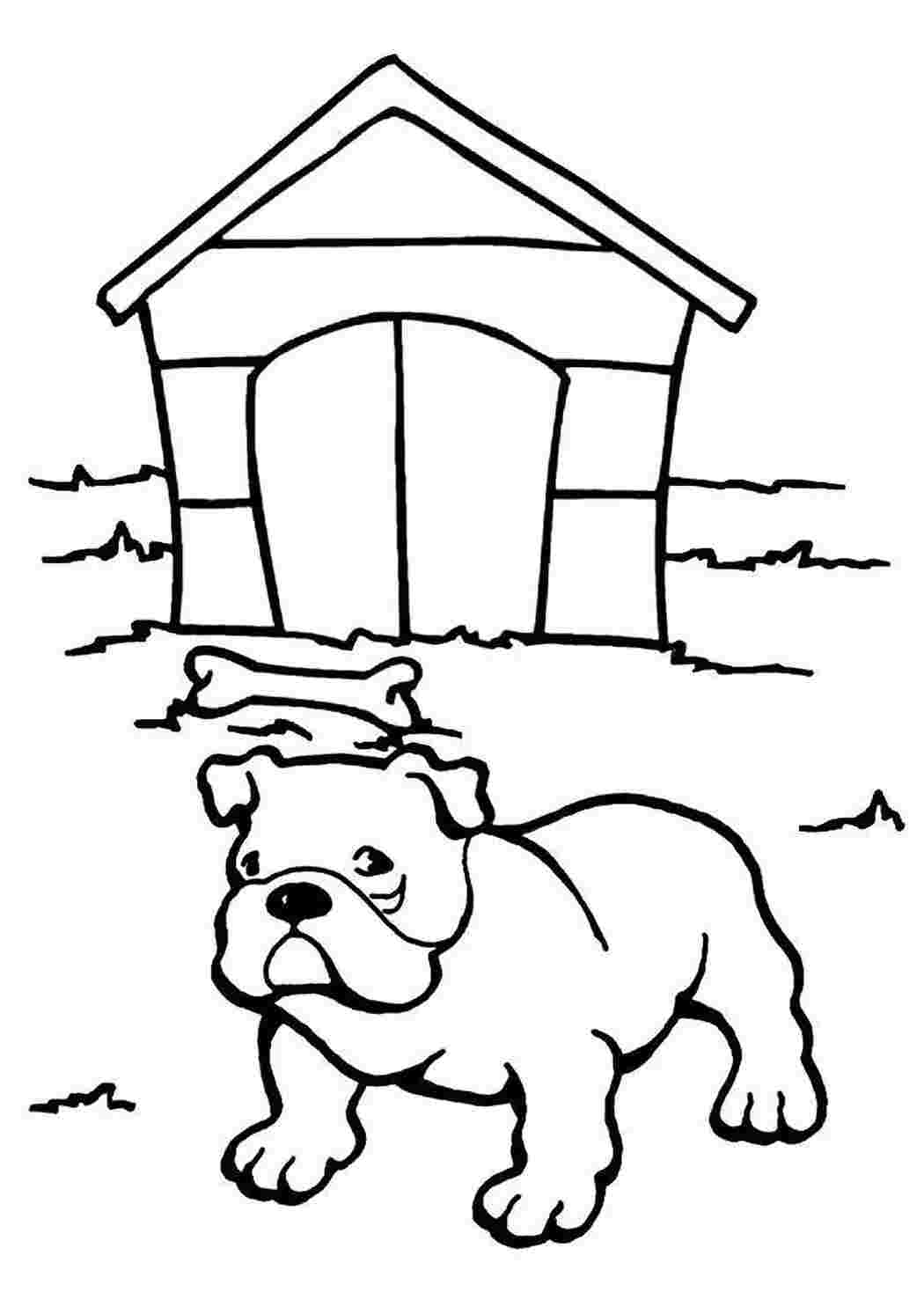 Related coloring pages of Chihuahua