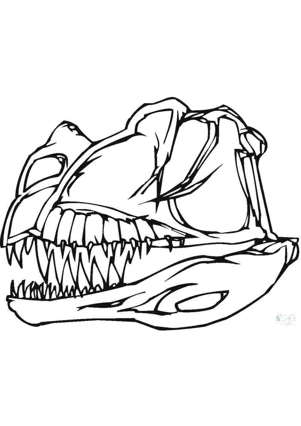 Раскраски Череп динозавра динозавр динозавры
