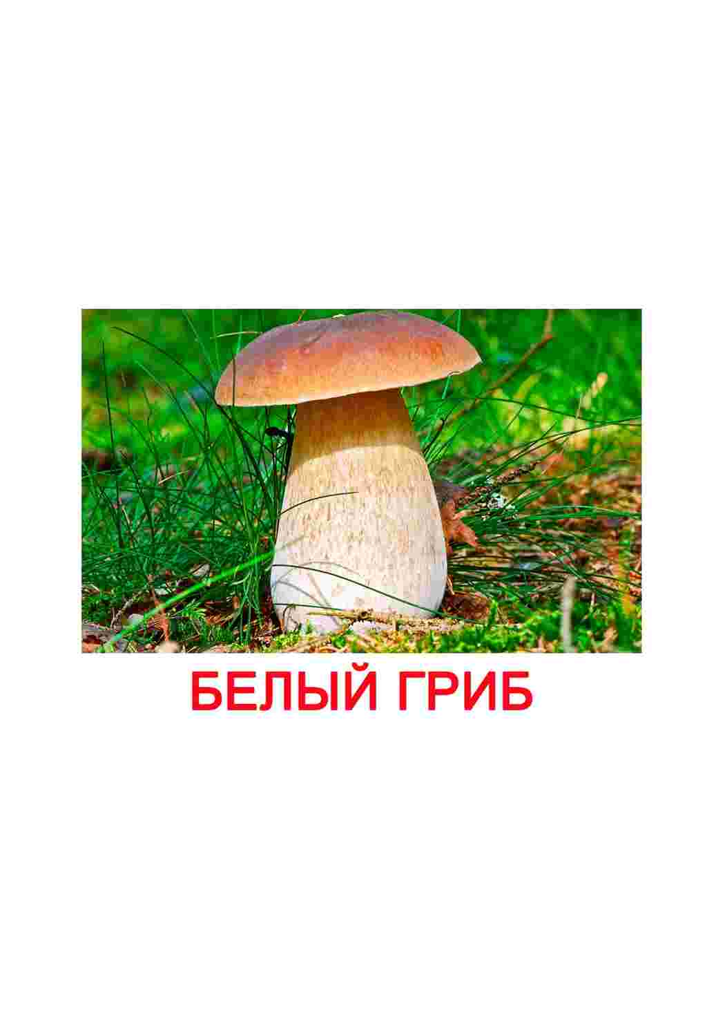 Раскраски карточки грибы шампиньены пособия разных грибов  карточки грибы шампиньены пособия разных грибов