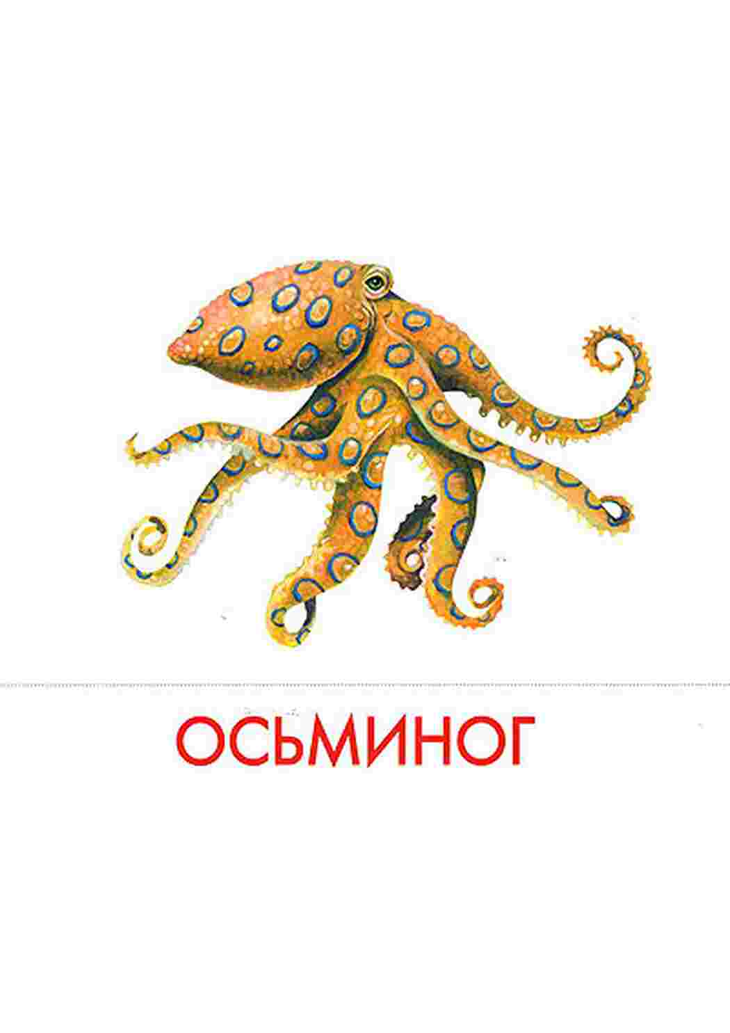 Раскраски карточки морские обитатели  карточки морские обитатели