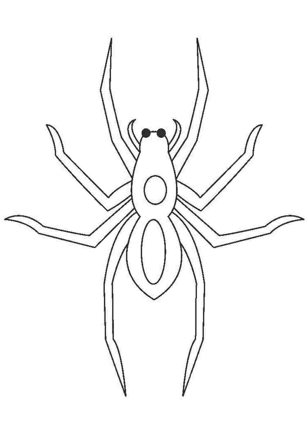 Раскраски Страшный паук раскраски пауки Насекомые, паук