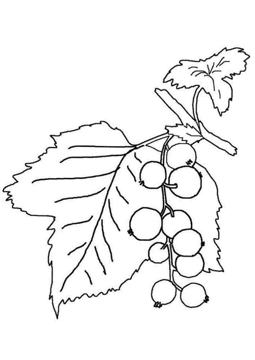 Раскраски Раскраски ягоды малина вишня арбуз вишня крыжовник  Смородина