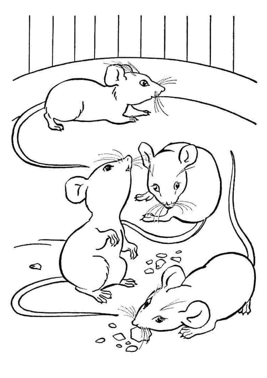 Раскраска Мышь