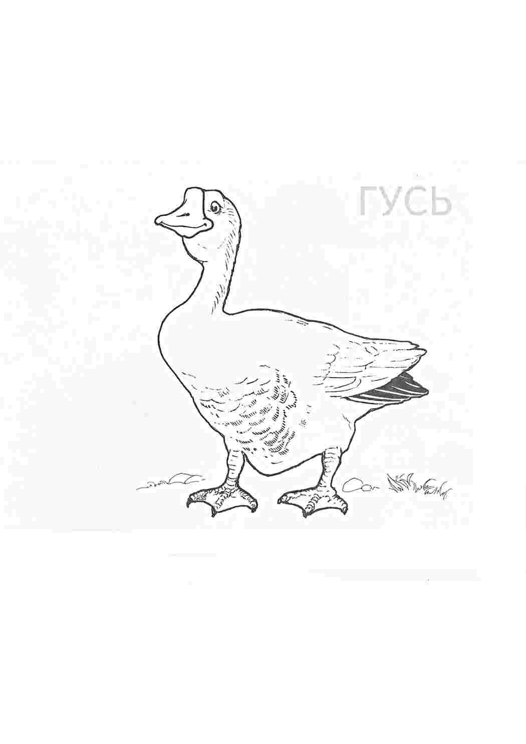 Раскраски Бесплатные детские раскраски с животными. Раскраски для детей с дикими животными.  Бесплатные детские раскраски с животными. Скачать бесплатные раскраски для детей. Раскраски детские окружающий мир. Раскраски для детей с дикими животными. Раскраски для детей скачать. 