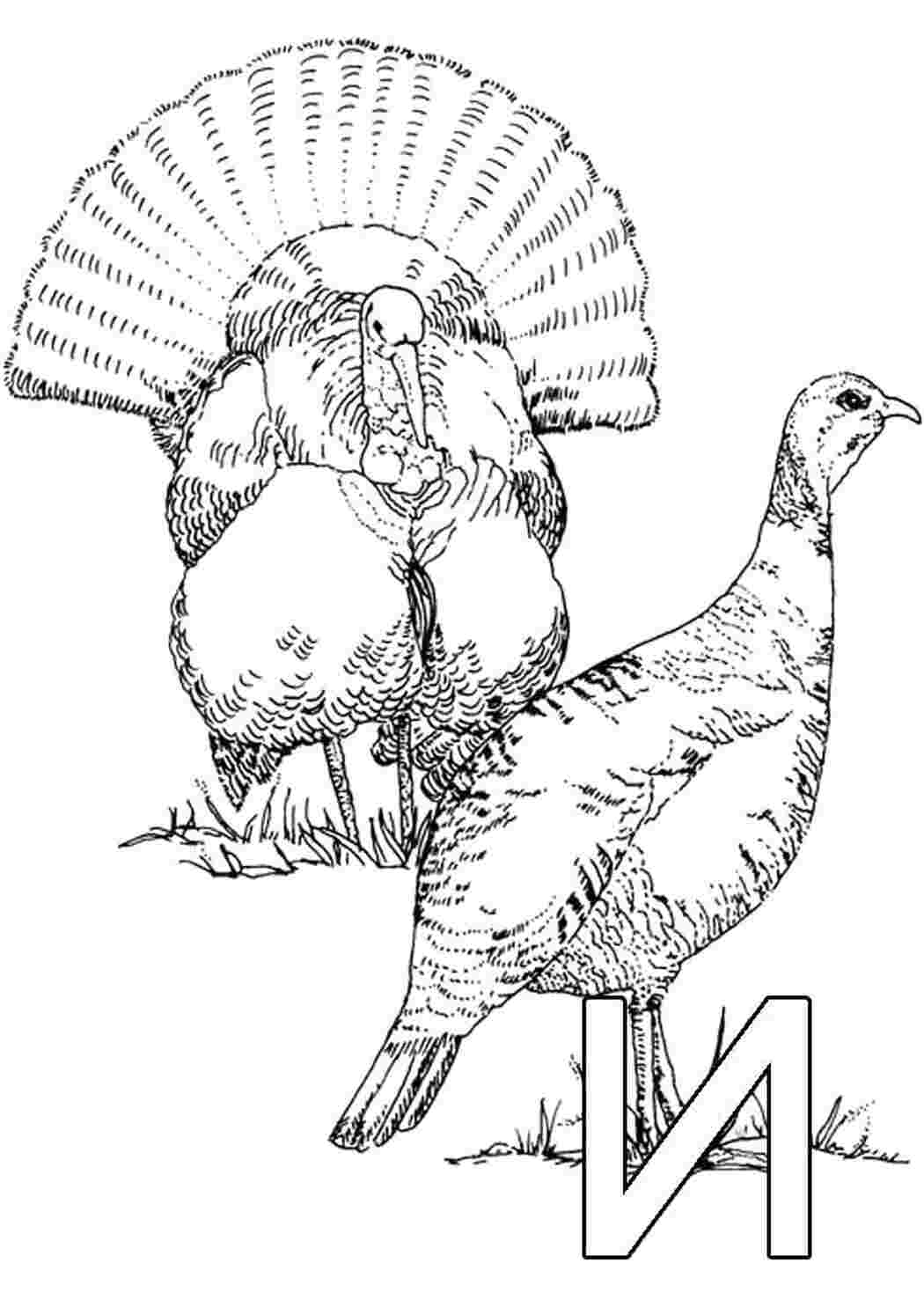 Алфавит 