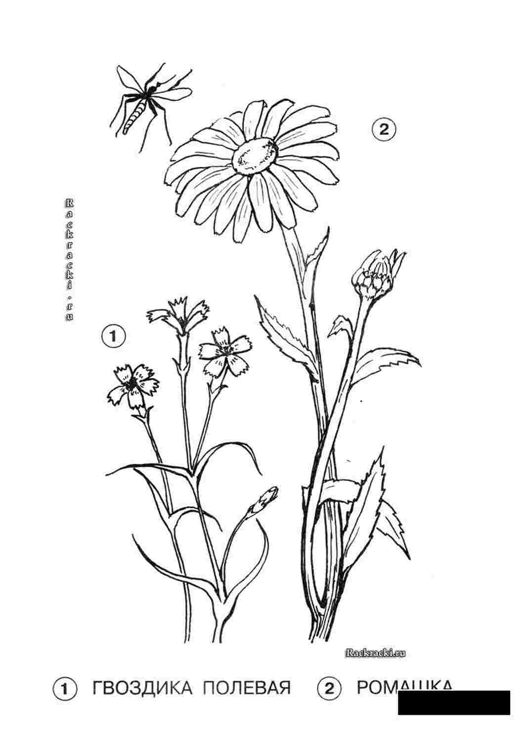 Раскраски гвоздика полевая ромашка насекомое летает Раскраски Раскрасить цветы 