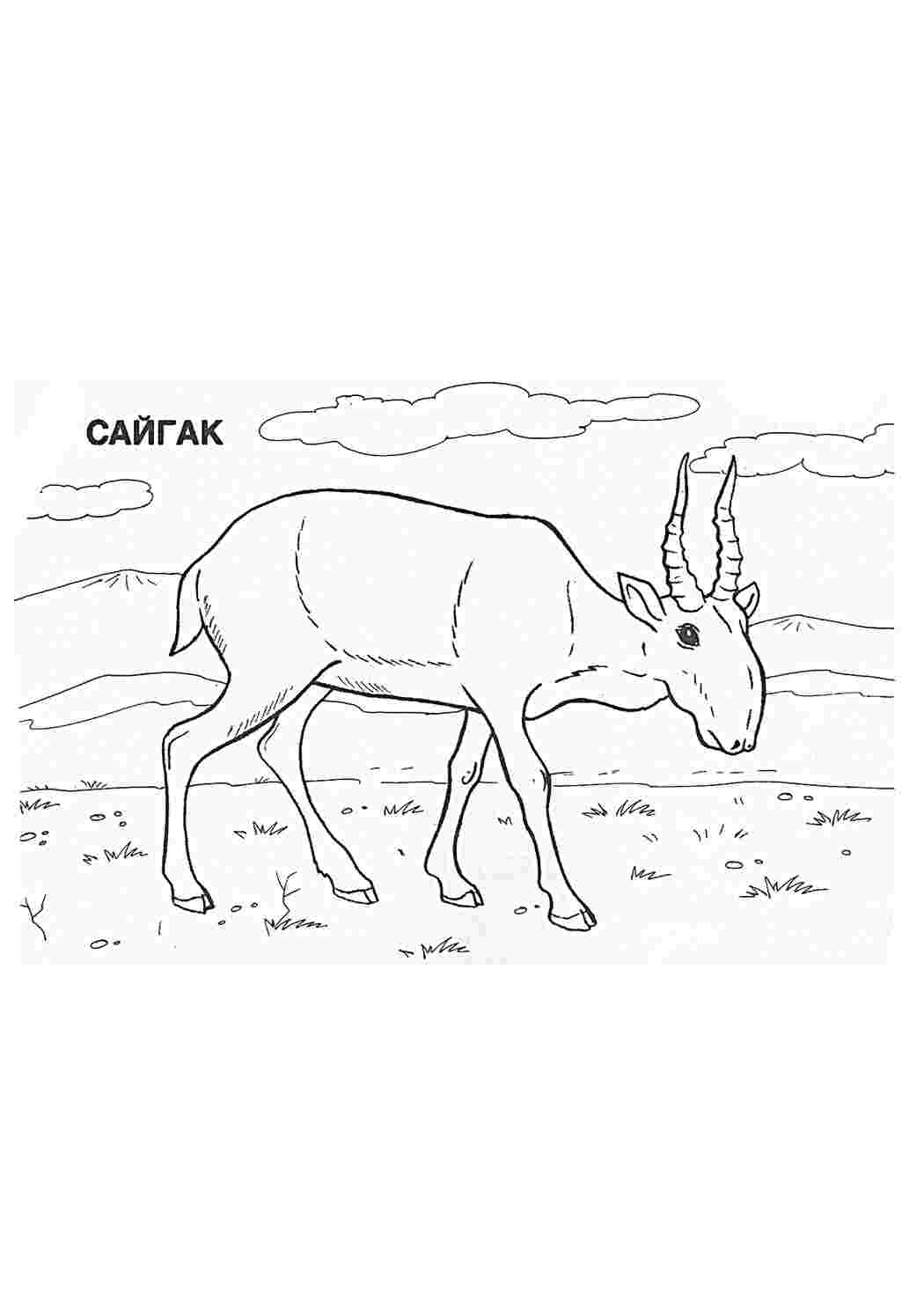 Раскраски Наука География  Наука, География, Раскраска, Наука, География, Степь, Сайгак, Азиатская степь.jpg