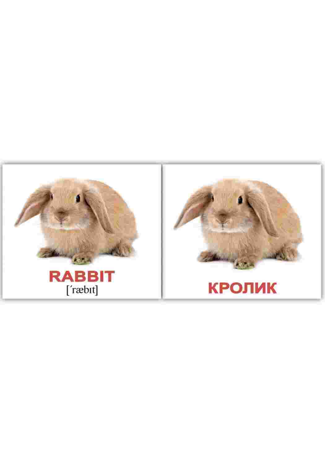 Раскраски карточки домашних животных  карточки домашних животных