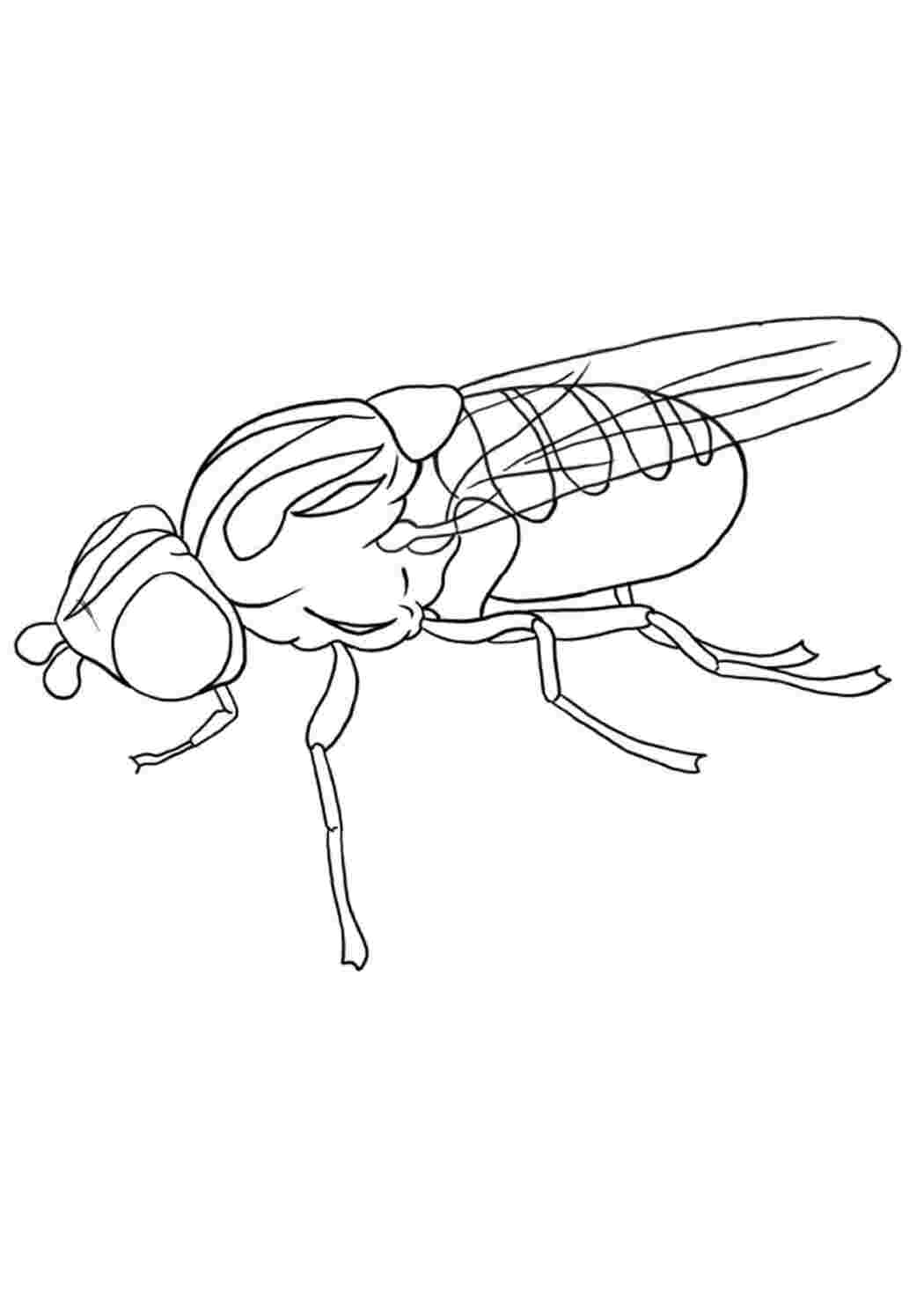 Раскраски Муха в профиль - раскраска  муха муха