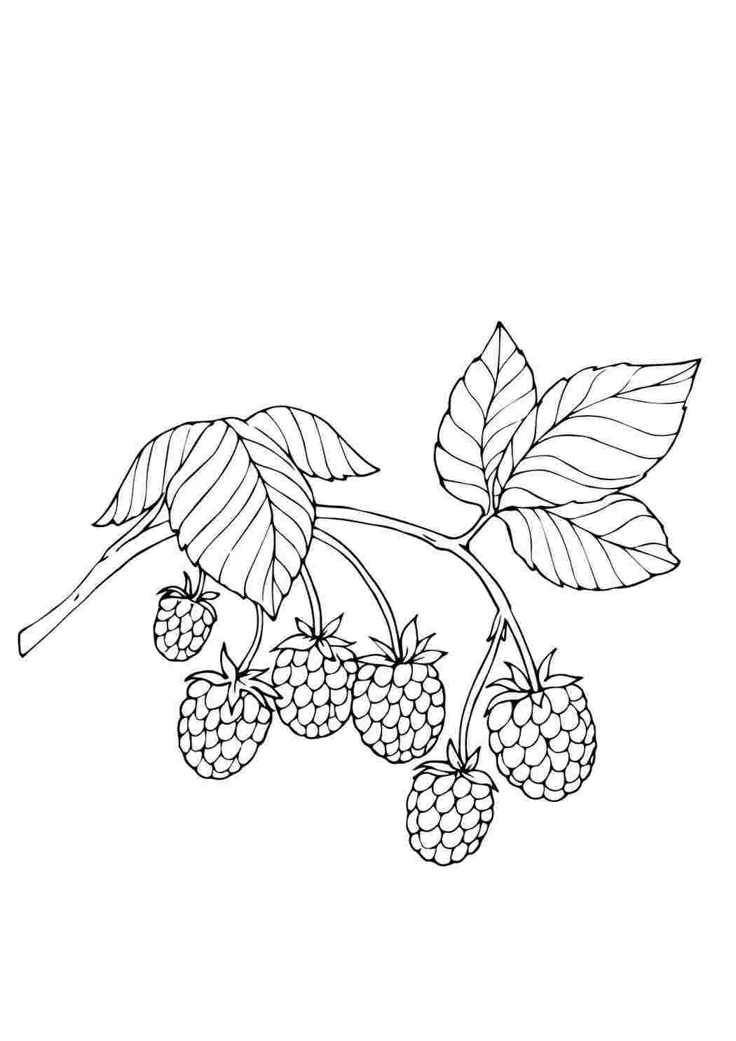 Раскраски Раскраски ягоды малина вишня арбуз вишня крыжовник  Малина