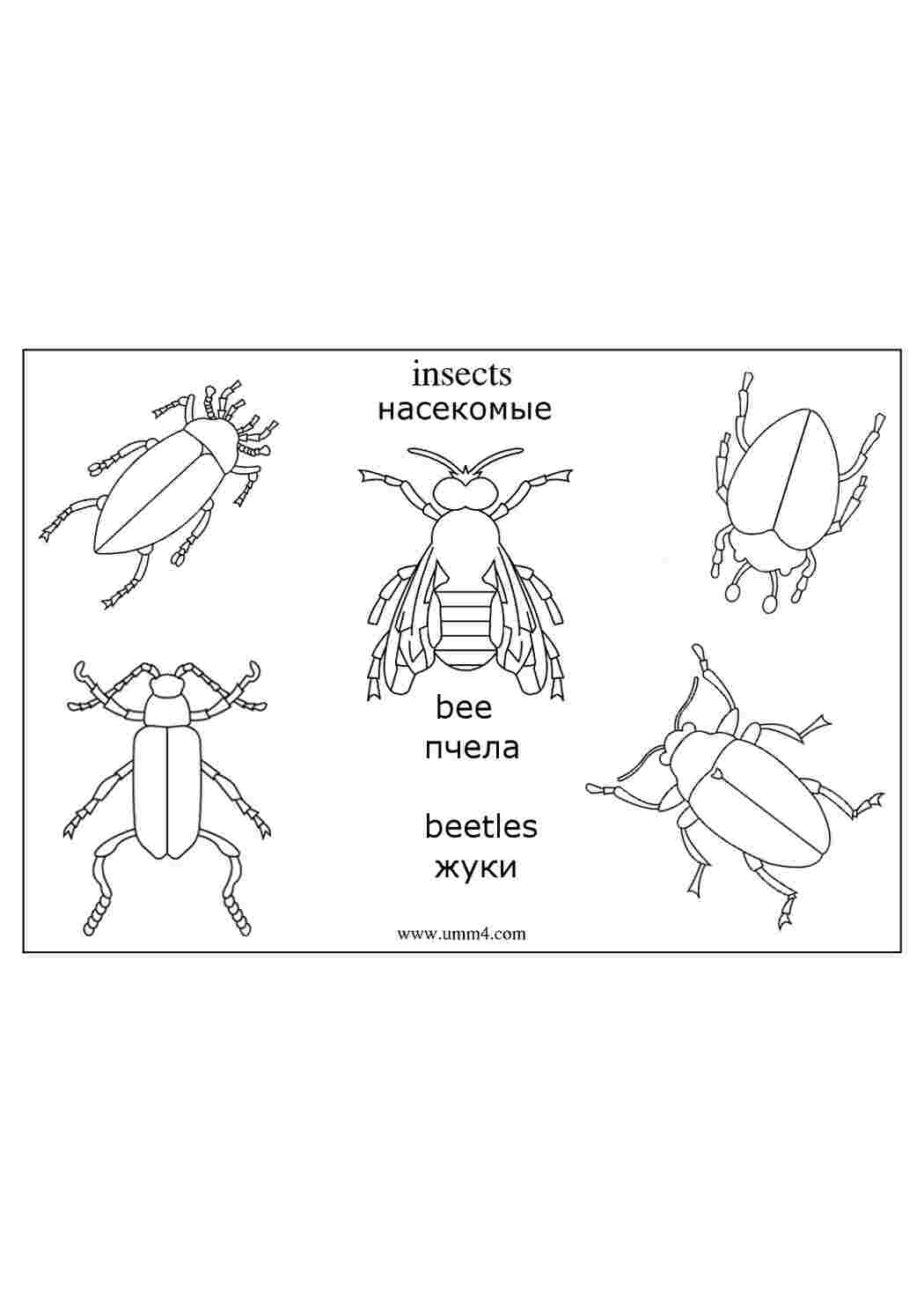 Жук — раскраска для детей. Распечатать бесплатно.