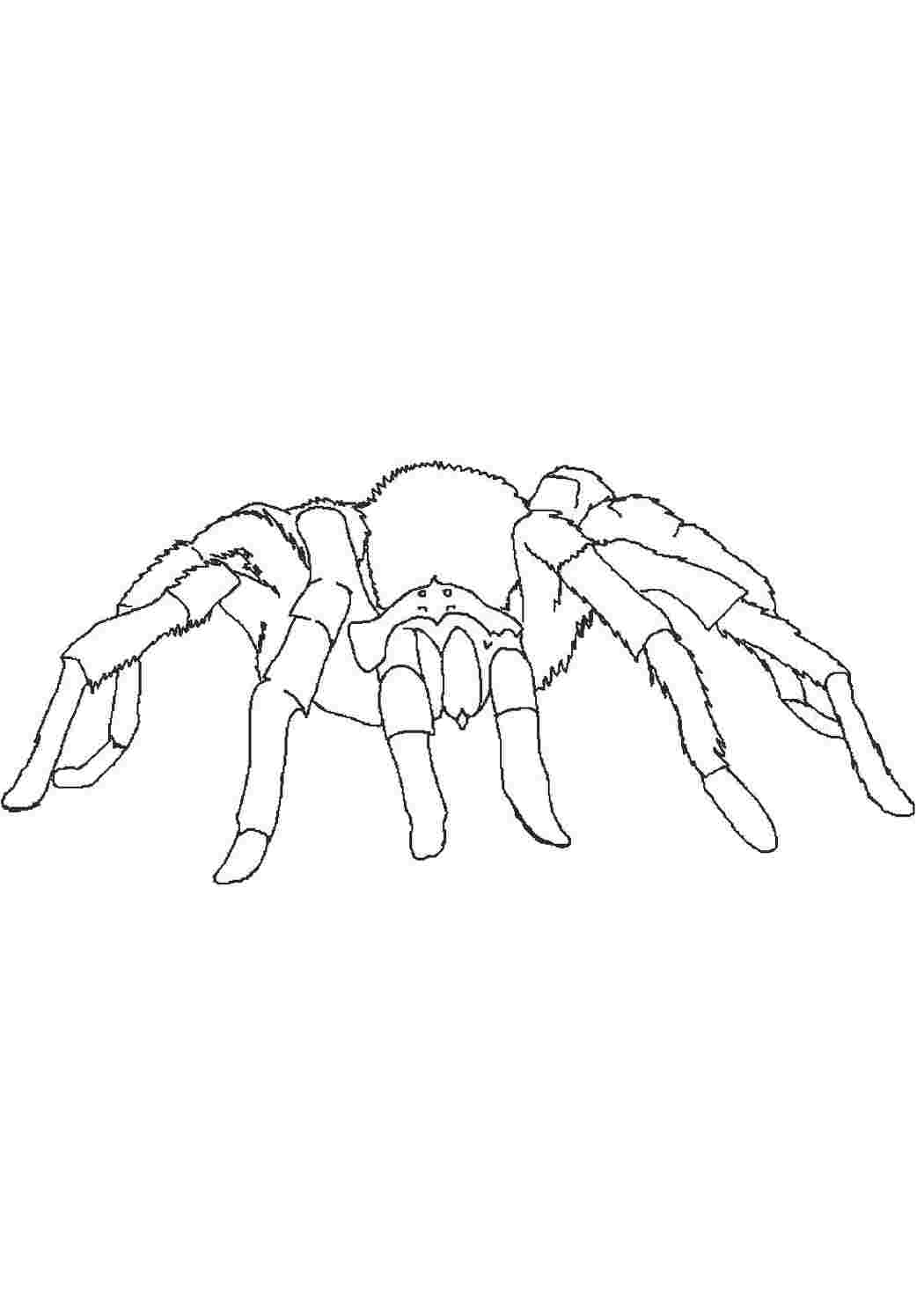 Раскраски Раскраска паук с толстыми мохнатыми лапами Паук Паук