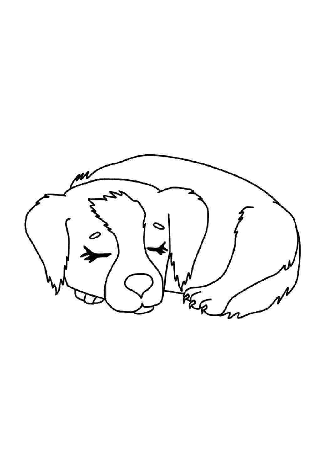 Раскраски Собака спит Домашние животные Собака, Щенок