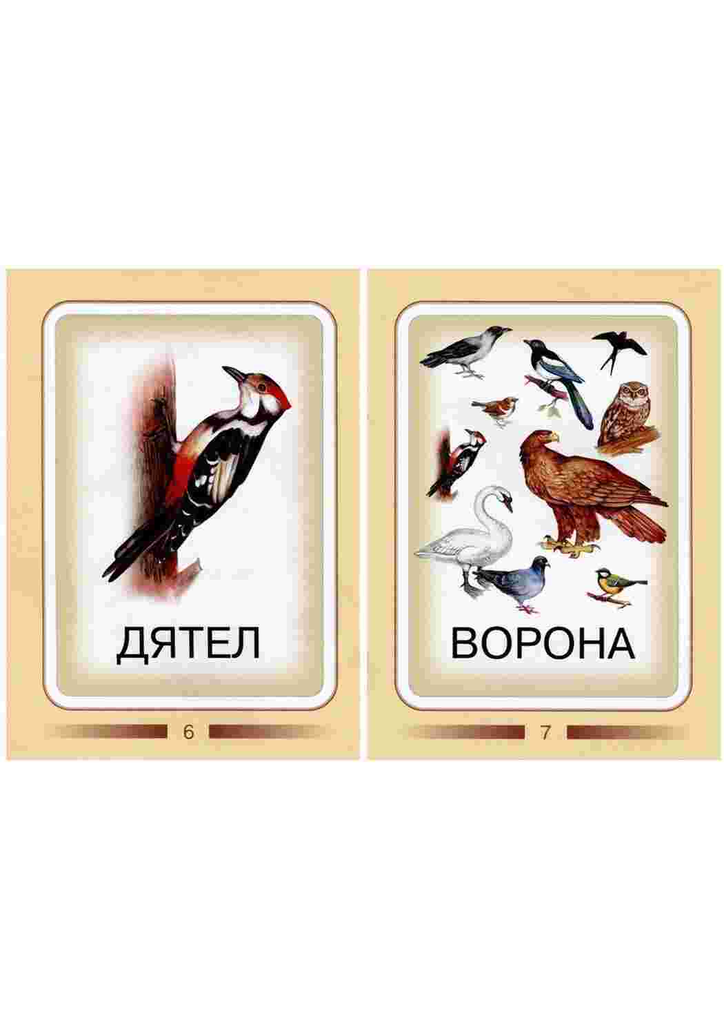 карточки из категории природа. Пернатые птицы
