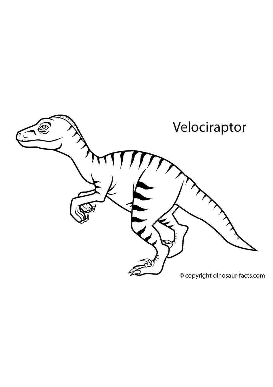 Раскраски Маленький велоцираптор динозавр Велоцираптор, динозавр