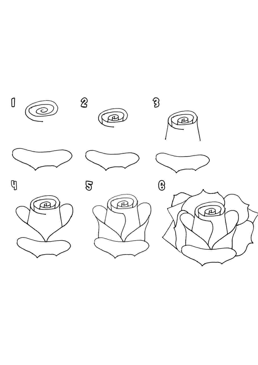 Раскраски как нарисовать розу цветы цветы