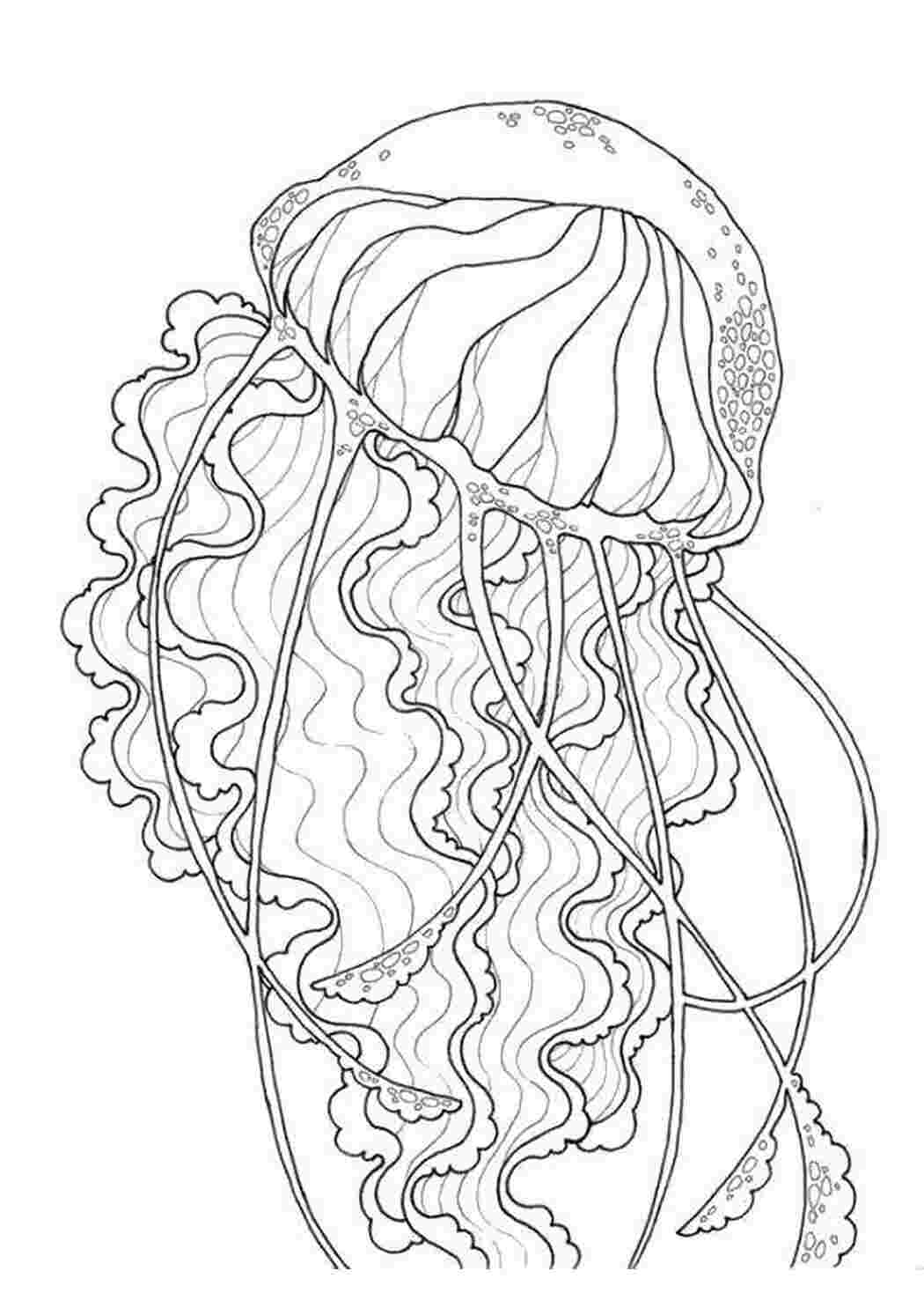 Раскраски Большая морская медуза Морские обитатели Подводный мир, медуза