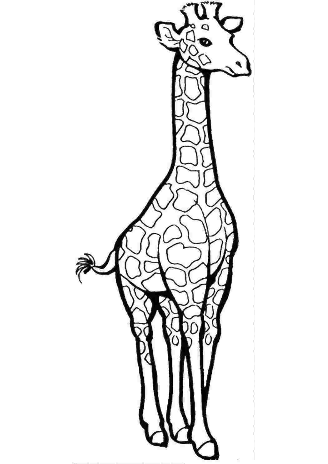 Раскраски Очень очень высокая жирафа с длинными ногами и длинной шеей животные жираф