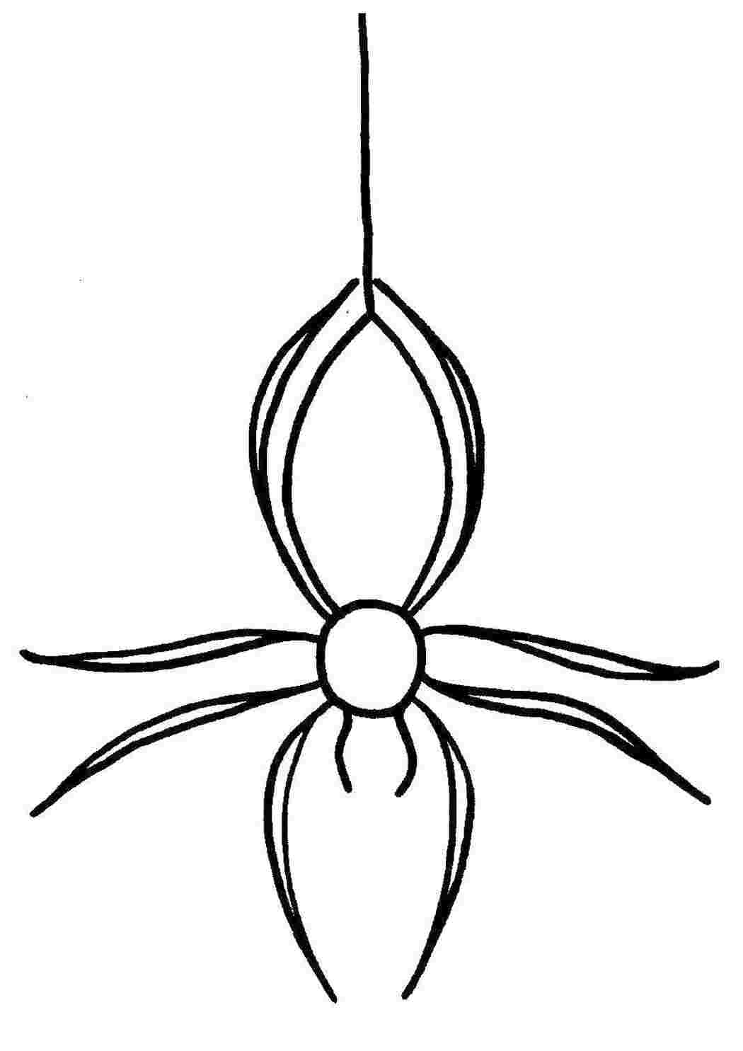 Раскраски Паук Контур паук паук