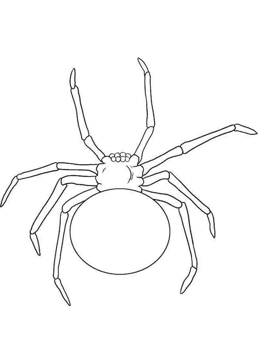 Раскраски 8 лап паука Насекомые Насекомые, паук