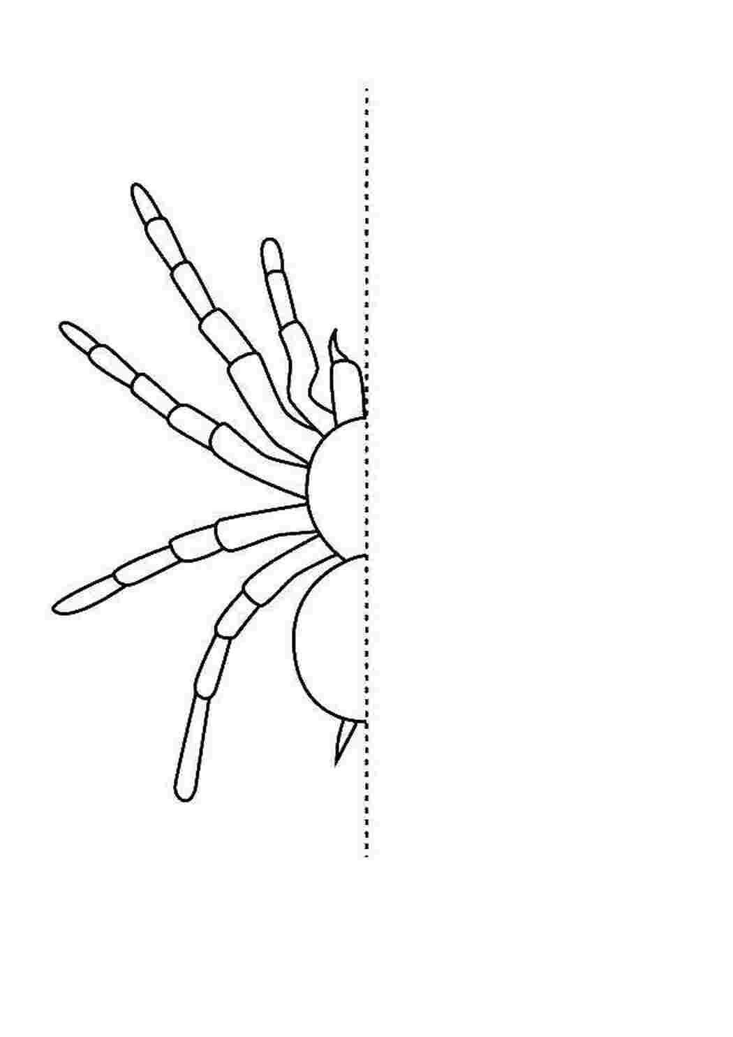 Раскраски Паук Контур паук паук