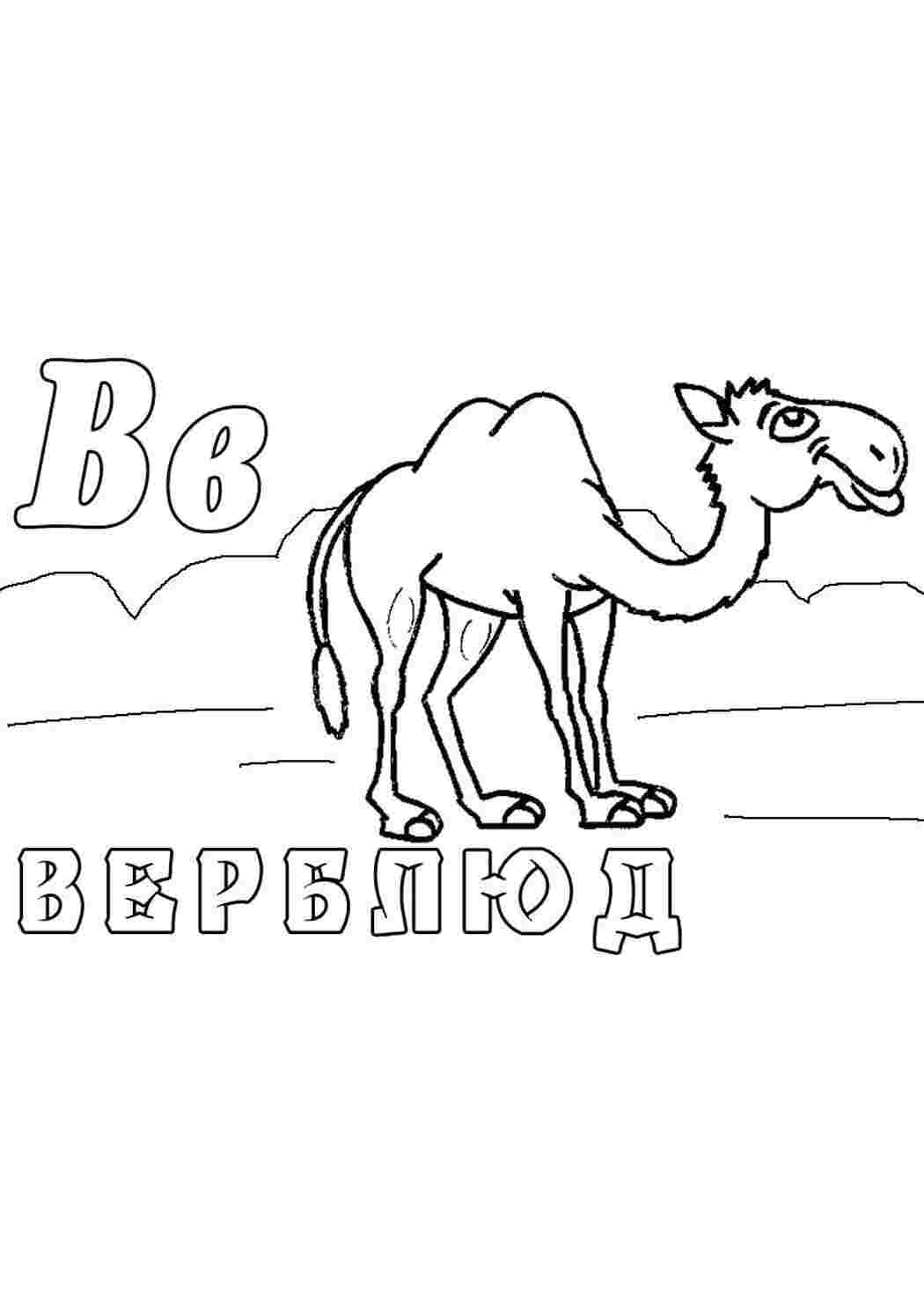 Раскраски Раскраски "Зоопарк", Буква В, Верблюд буквы буквы