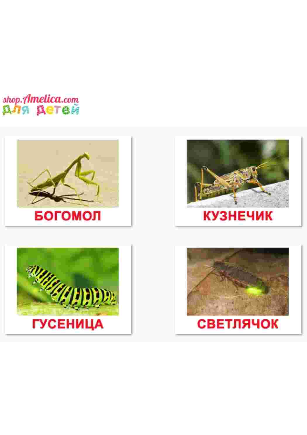 Раскраски картоточка насекомые кузнечик божия коровка гусеница  картоточка насекомые кузнечик божия коровка гусеница