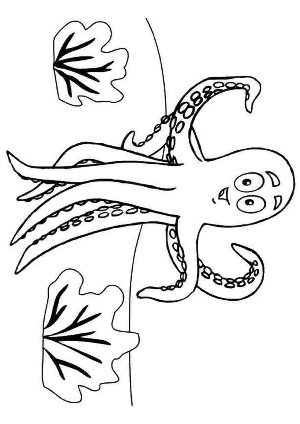 Раскраски Осьминог морское Подводный мир, осьминог