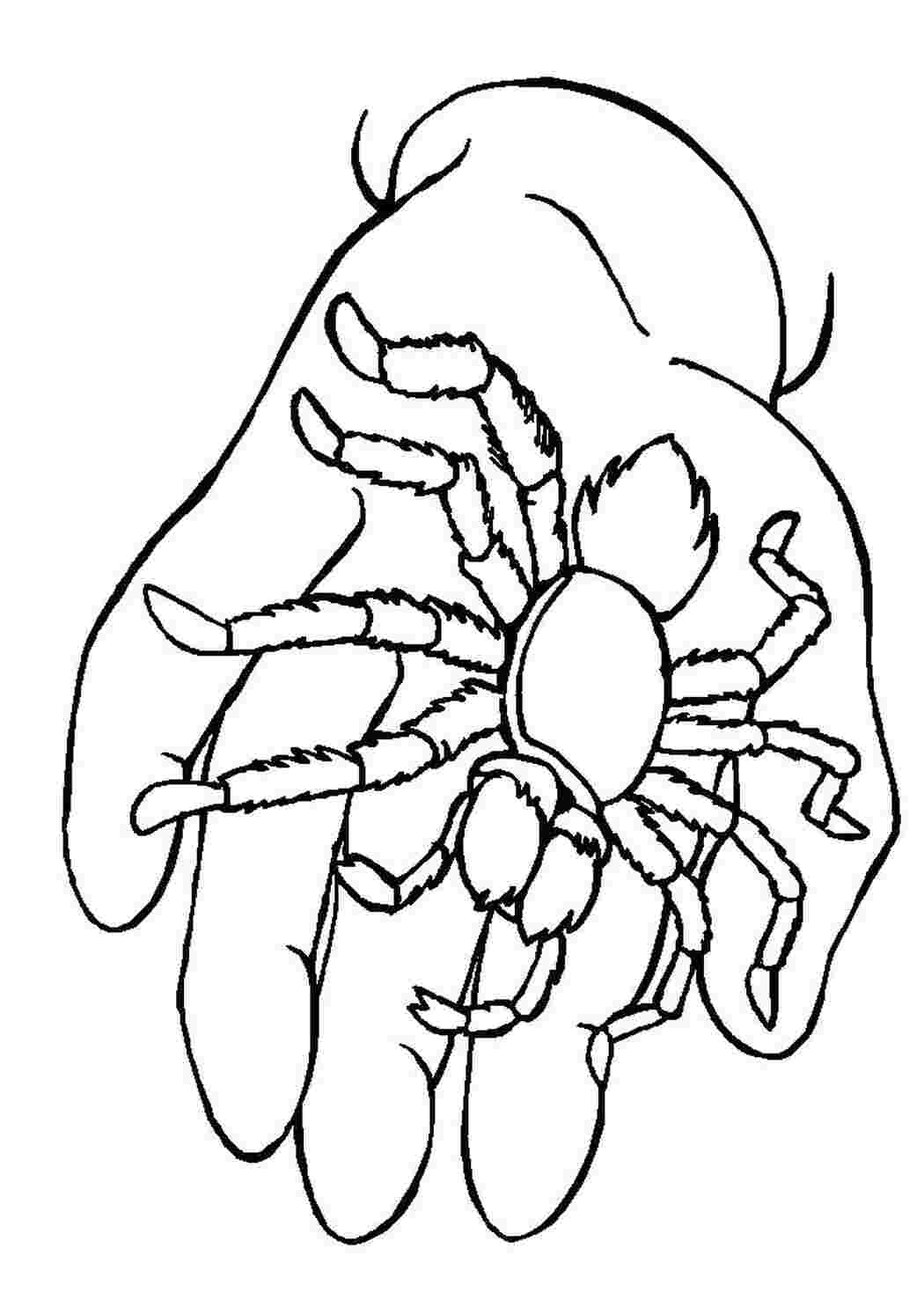 Раскраски Паук на руке Насекомые Паук