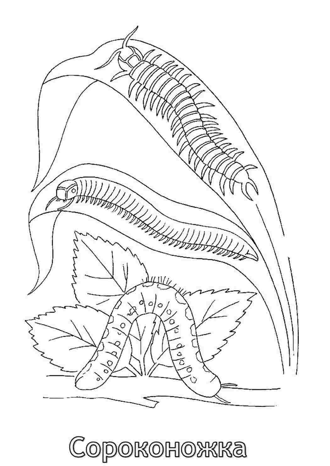 Раскраски Раскраска сороконожка на листе Насекомые Сороконожка