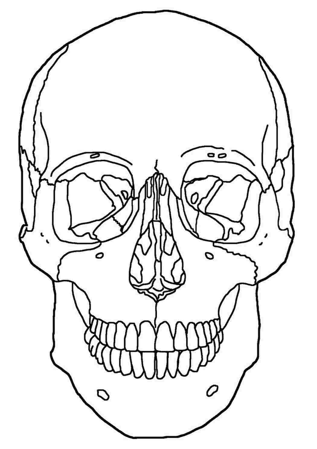 Раскраски картинки на рабочий стол онлайн Череп человека Скачать раскраски для мальчиков