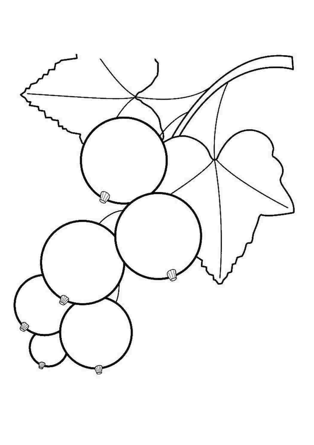Раскраски Круглые смородинки ягоды Ягоды, смородина