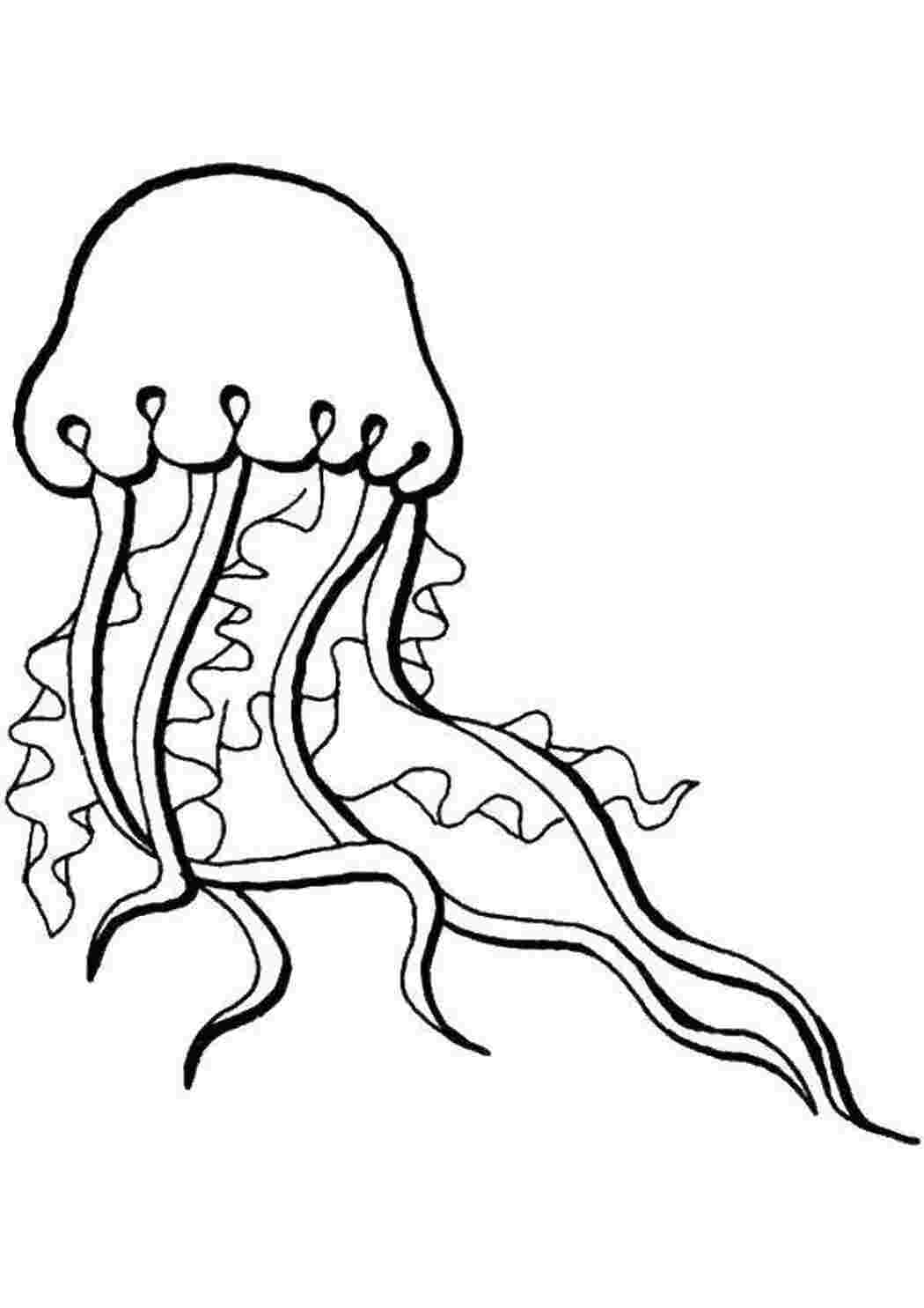 Раскраски Медуза Морские обитатели Подводный мир, медуза