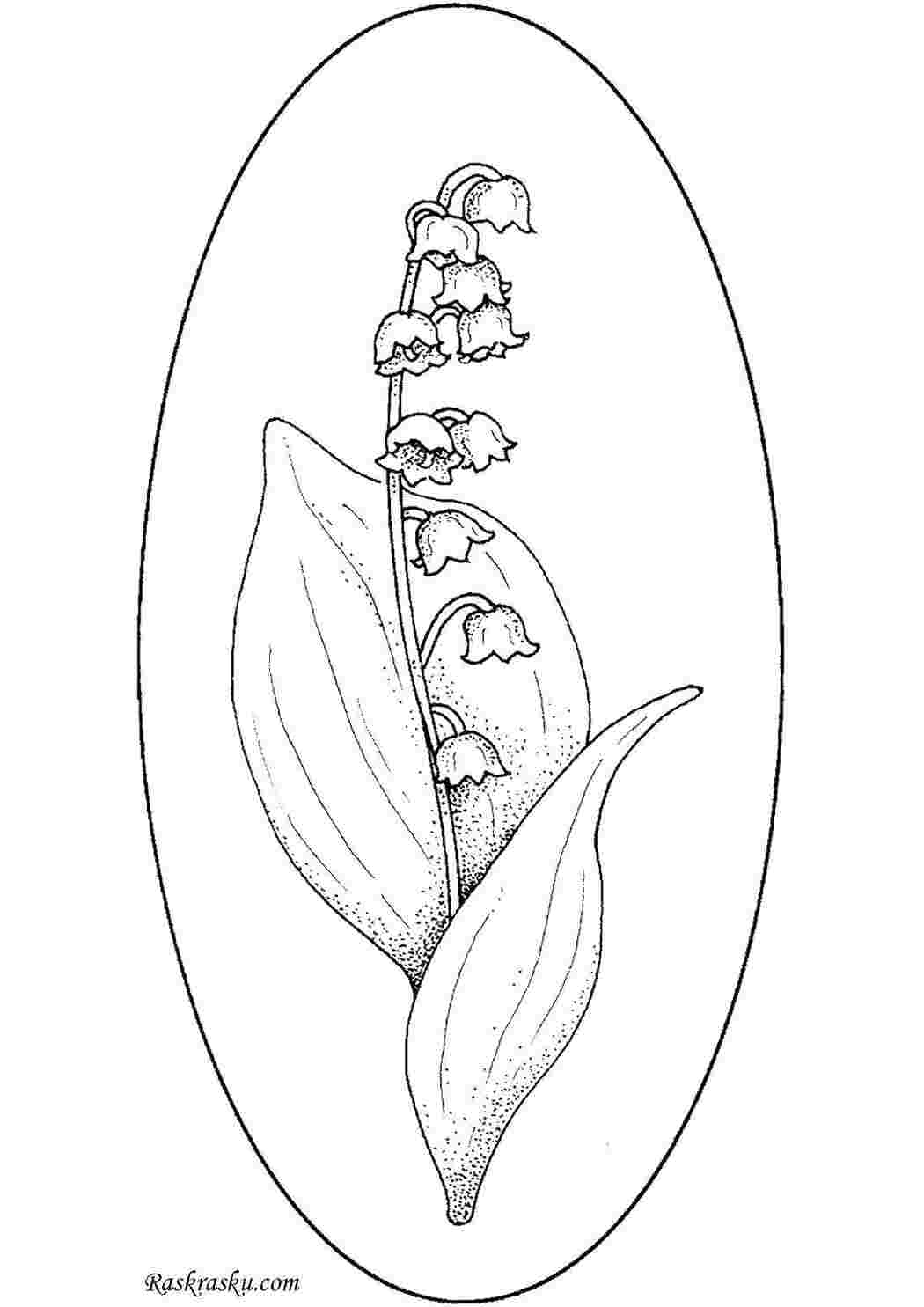 Раскраски Ландыши и листики ландыш цветы, ландыши