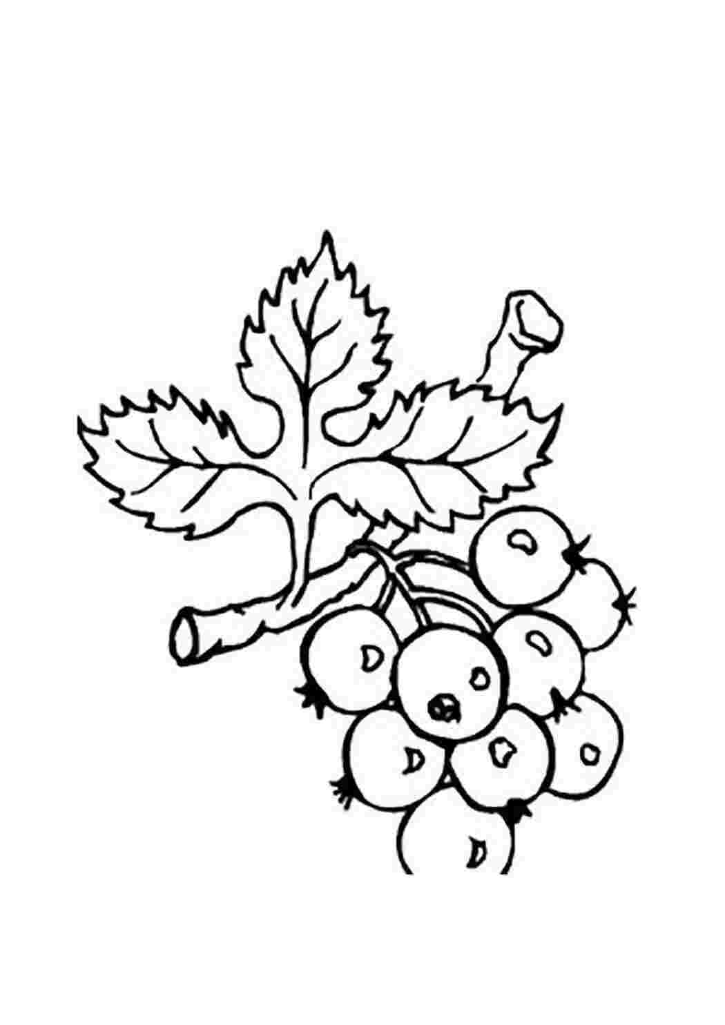 Раскраски Раскраски ягоды малина вишня арбуз вишня крыжовник  Рисунок боярышник