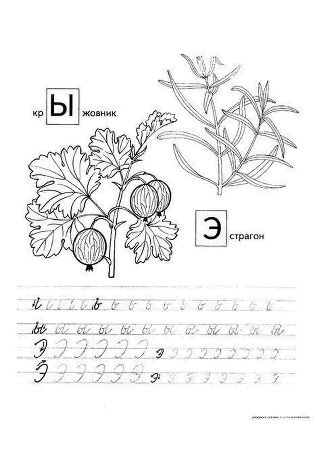 Раскраски крыжовник, эстрагон, Буква э, буква ы Раскраски Прописи буквы 