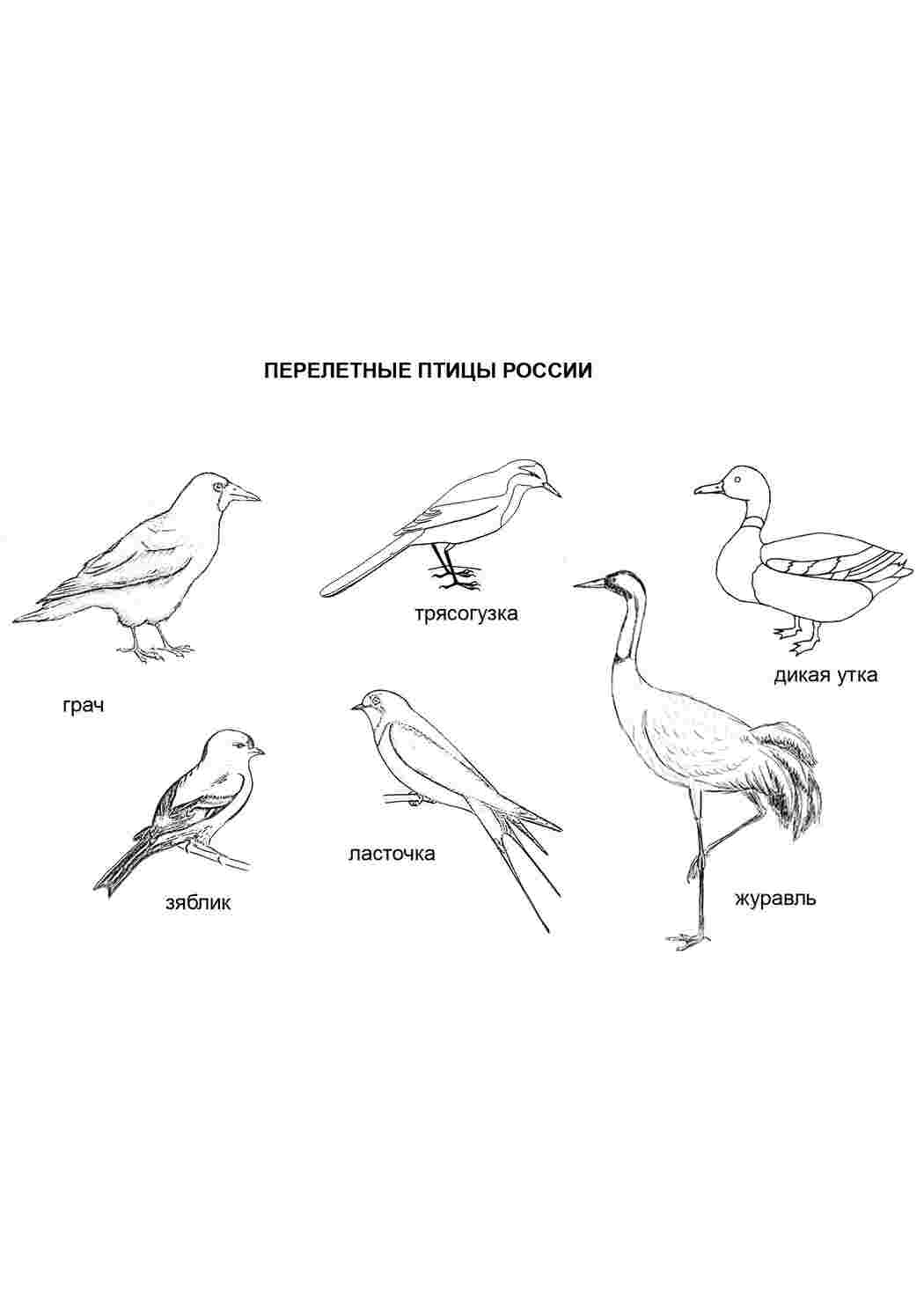 Раскраски Перелетные птицы России. Раскраска Птицы Птицы