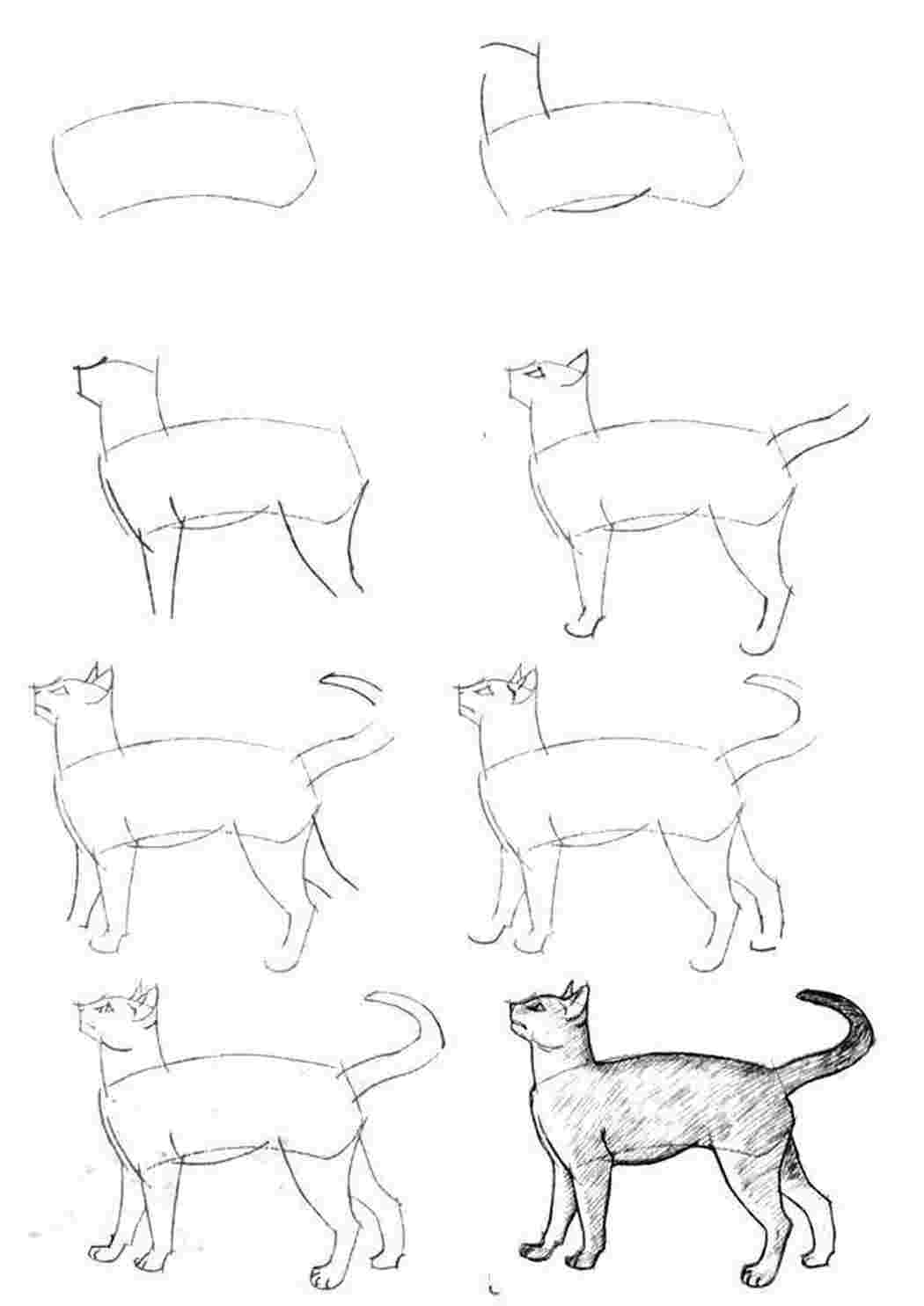 Раскраски Рисунок кошки раскраски Животные, котёнок