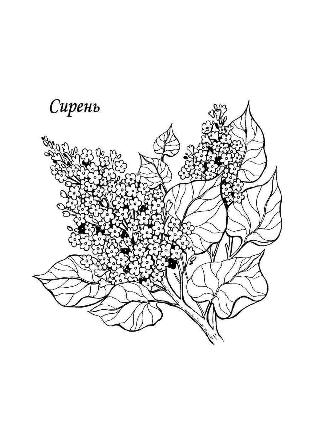 Раскраска цветы Сирень. Сирень