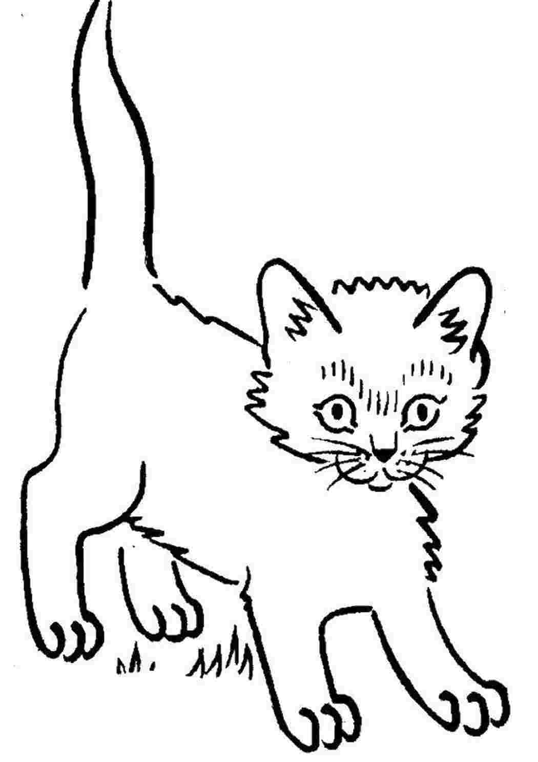 Раскраски Испуганный котенок Коты и котята животные, котенок, кошка