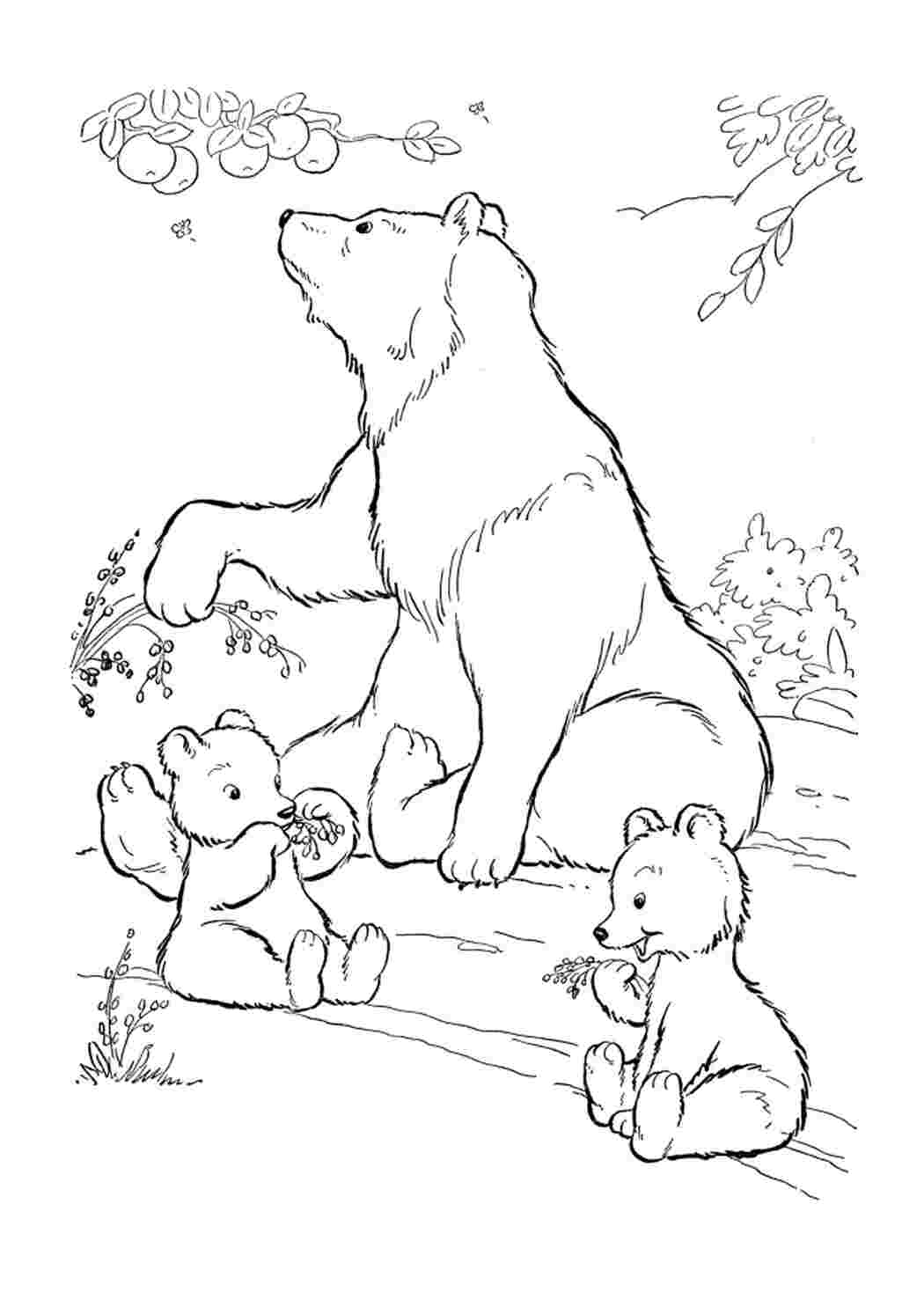 Раскраски Вся правда о медведях - Распечатать бесплатно