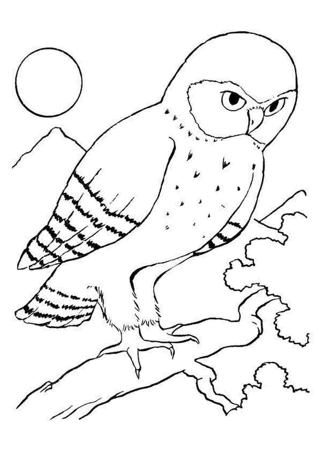 Раскраска сова на ветке
